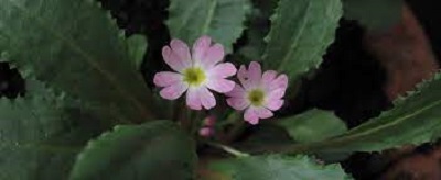 Primula Species, Oreophlomis Primula, Primrose