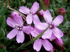Silene Species, Cushion-Pink, Moss Campion, Moss Pink
