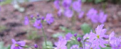 Primula Species, Rock Primrose