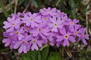 Primula Species, Birds-Eye Primrose, Farinosae Primula
