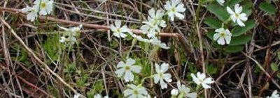 Primula Species, Armerina Primula, Greenland Primrose