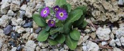 Primula Species, Farinosae Primula, Scottish Primrose