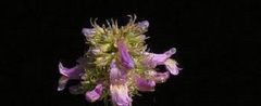 Penstemon Species, Beard Tongue, Lilac Penstemon, Slender Penstemon, Pride of the Mountain