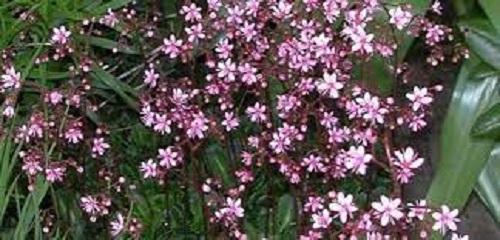 Saxifraga, Robertsoniana Saxifrage Walter Ingwersen