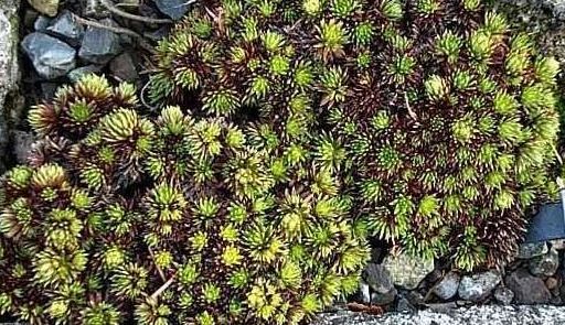 Saxifraga Species, Juniper-Leaved Saxifrage, Kabschia Saxifrage
