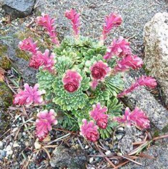 Saxifraga Species, Engleria Saxifrage