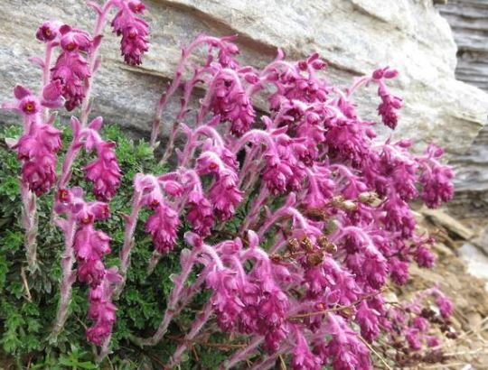 Saxifraga Species, Engleria Saxifrage, Evergreen Saxifrage