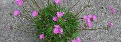 Lewisia Species, Columbia Bitterroot