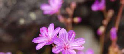 Lewisia Species, Quill-Leaved Lewisia, Lees Bitter-Root