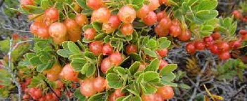Vaccinium Species, Hawaiian Blueberry, Hawaiian Cranberry, Ohelo