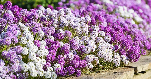 Alyssum