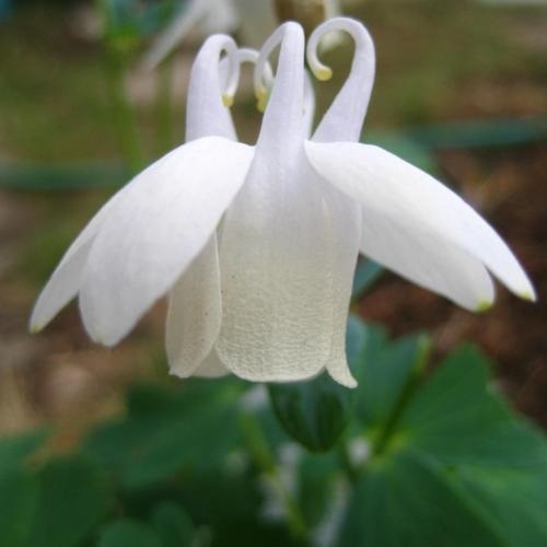 Aquilegia, Fan Columbine Verna Alba