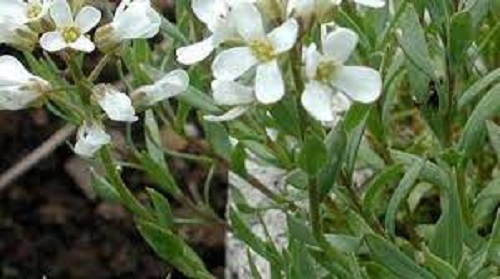 Aethionema Species, Persian Candytuft