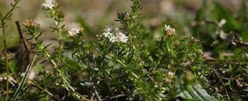 Asperula Species