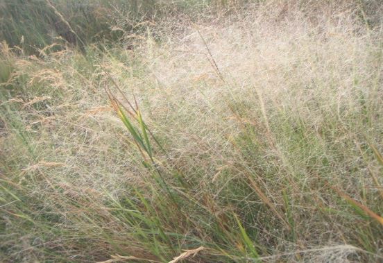 Muhlenbergia Species, Alkali Muhly, Scratchgrass