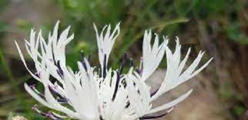 Centaurea Species