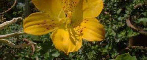 Alstroemeria Species, Peruvian Lily, Amancay del Desierto