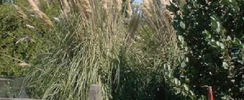 Cola de Zorro, Foxtail, Pampas Grass