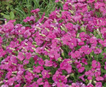 Rock Cress, Aubretia Cascade Red