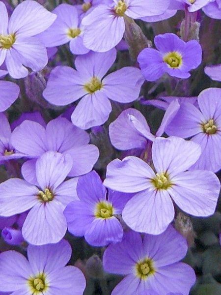 Rock Cress, Aubretia Novalis Blue