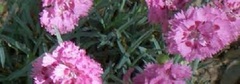 Dianthus, Cottage Pinks, Garden Pinks 'Agatha'