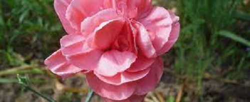 Dianthus, Allwood Pinks, Modern Pinks Helen