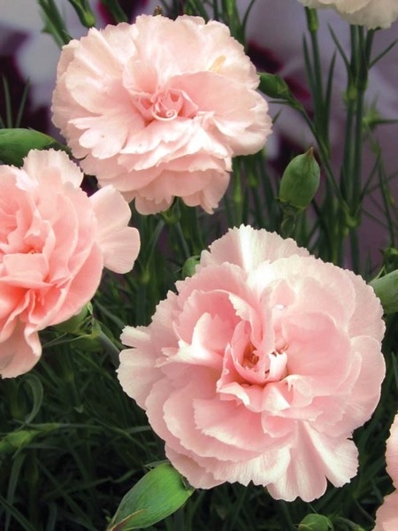 Dianthus, Carnation Pinks, Garden Pinks Blushing Maiden