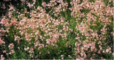 Diascia, Twinspur Apricot Queen