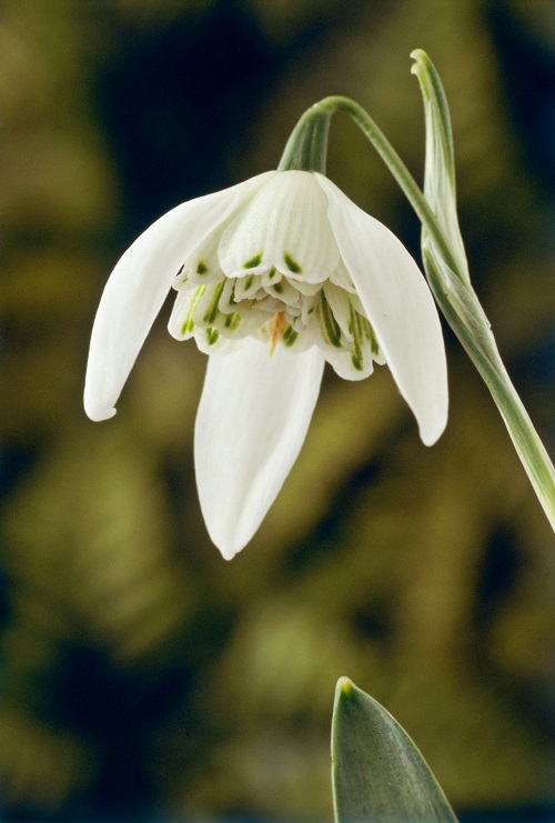 Snowdrop