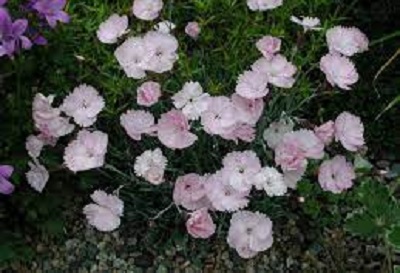 Pinks Whatfield Mini
