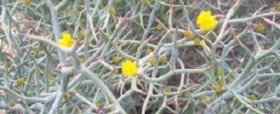 Pleiacanthus Species, Thorn Skeletonweed