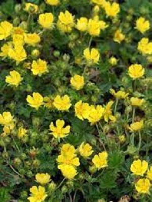 Potentilla, Spring Cinquefoil Nana