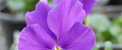Viola, Horned Violet, Tufted Pansy 'Purple Showers'