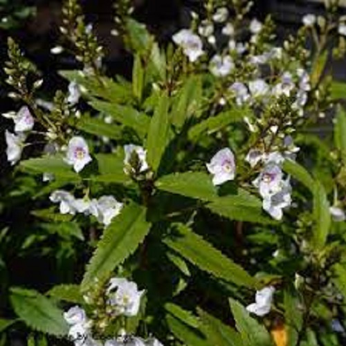 Veronica, Parahebe Snowcap