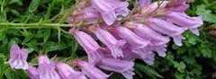 Penstemon Species, Beard Tongue, Shrubby Beard Tongue, Menzies' Penstemon, Pride of the Mountain