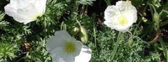 Papaver Species, Dwarf Poppy, White Alpine Poppy