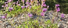 Penstemon Species, Beard Tongue, Barrett's Beardtongue, Barrett's Penstemon, Pride of the Mountain