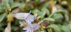 Penstemon Species, Tushar Range Beard-tongue, Tushar Range Penstemon, Pride of the Mountain