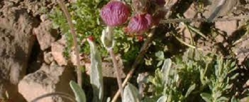 Calceolaria Species, Capachito