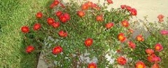Wingpod Purslane 'Yubi Summer Joy Rose'