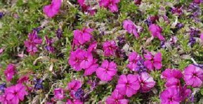 Phlox Tycoon