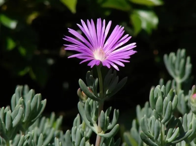 Mesembryanthemum Mauve Pig Face