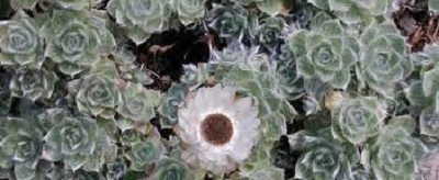 Helichrysum Species, Alpine Everlasting, Milford Everlasting