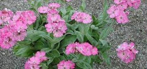 Silene, Flower of Jove Nana