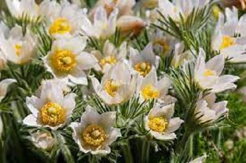 Alpine Pasque-flower