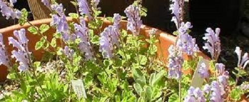 Scutellaria Species, Helmet Flower, Hoodwort, Skullcap