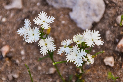Schizopetalon