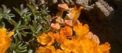 Tropaeolum Species, Andean Nasturtium, Soldadillo Grande de Cordillera, Wreath Nasturtium