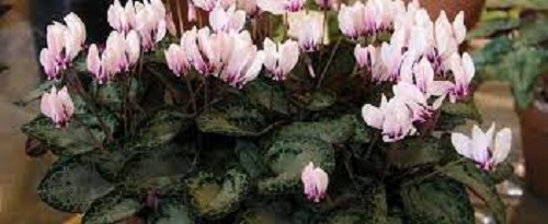 Cyclamen Species, Greek Sowbread, Hardy Cyclamen