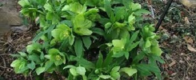 Helleborus Species, Hellebore, Lenten Rose